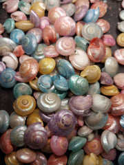 Dyed Pastel Umbonium Shell