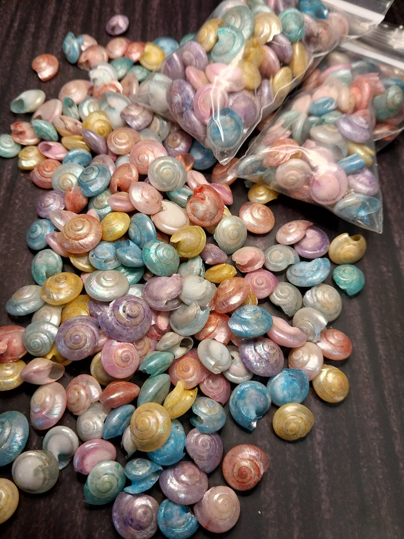 Dyed Pastel Umbonium Shell