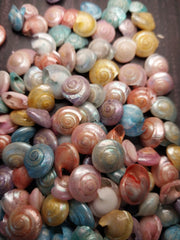 Dyed Pastel Umbonium Shell