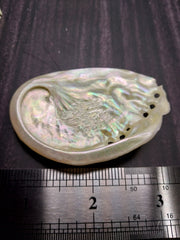 Raw Midae Abalone