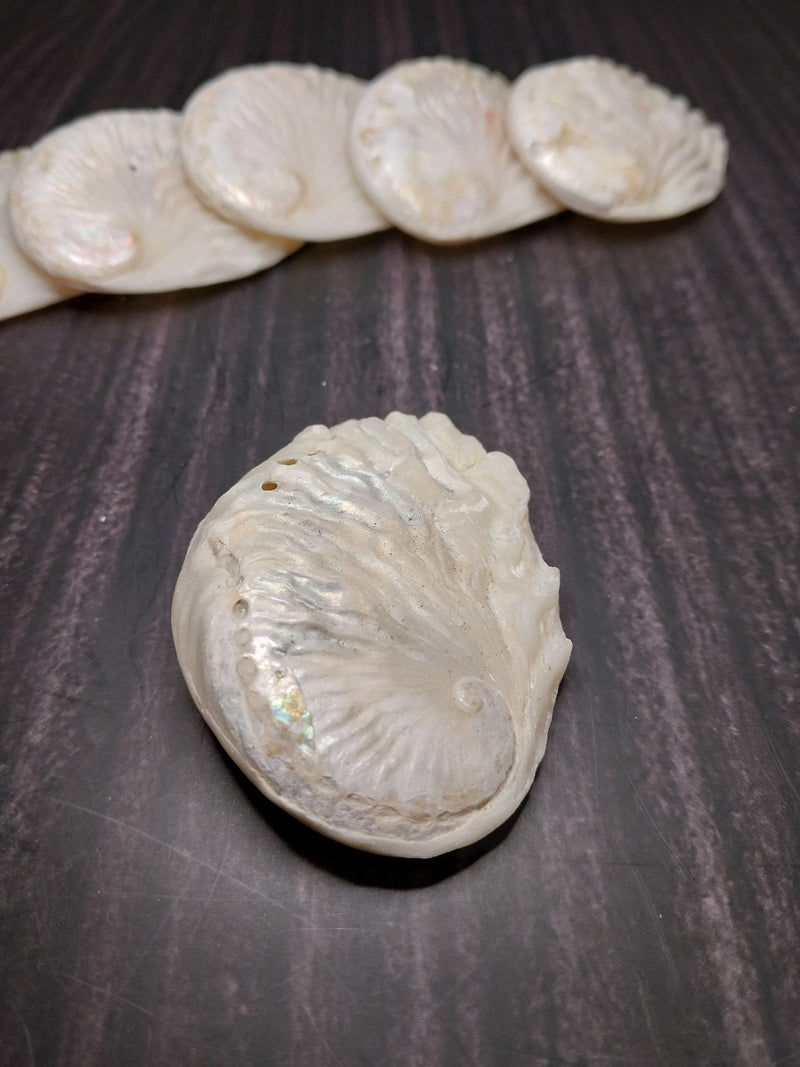 Raw Midae Abalone