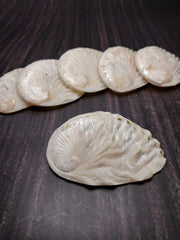 Raw Midae Abalone