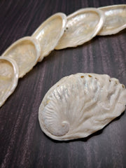 Raw Midae Abalone