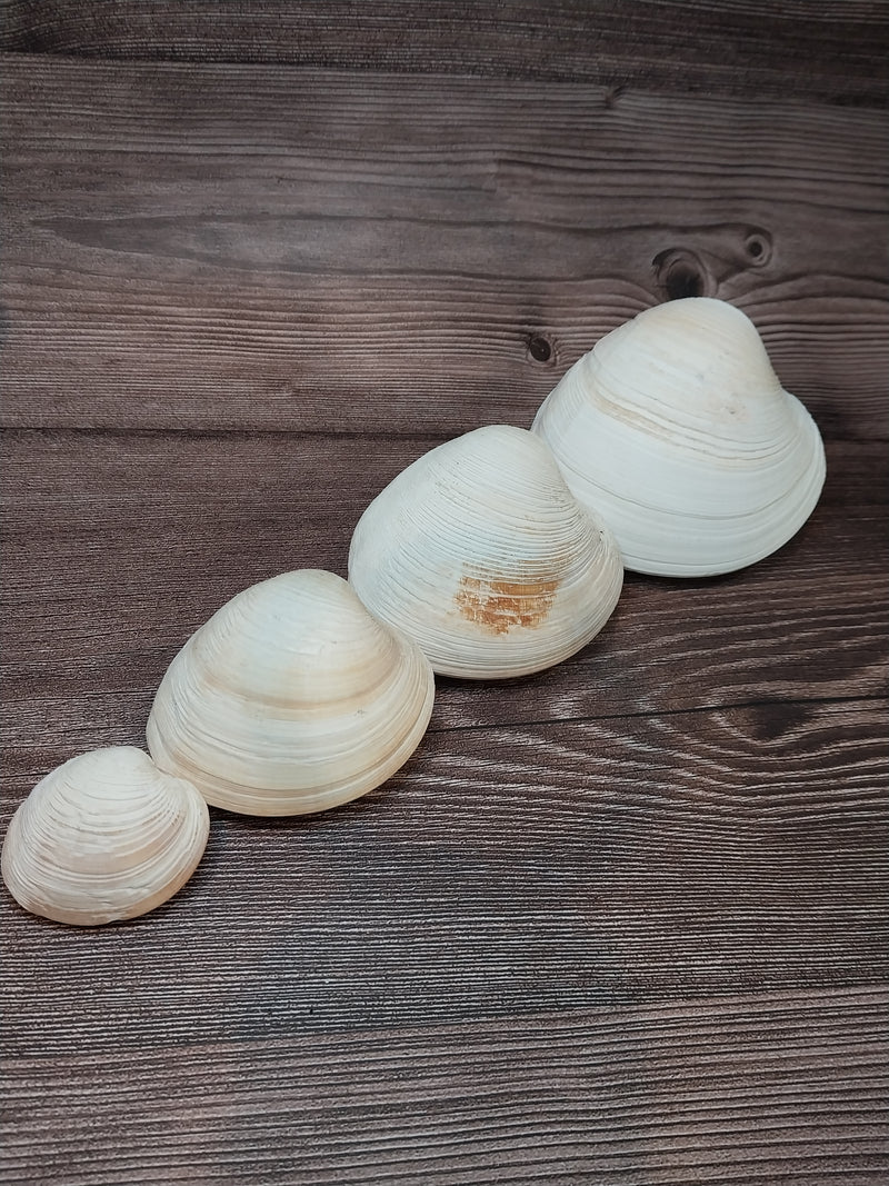 Quahog Clam Pair