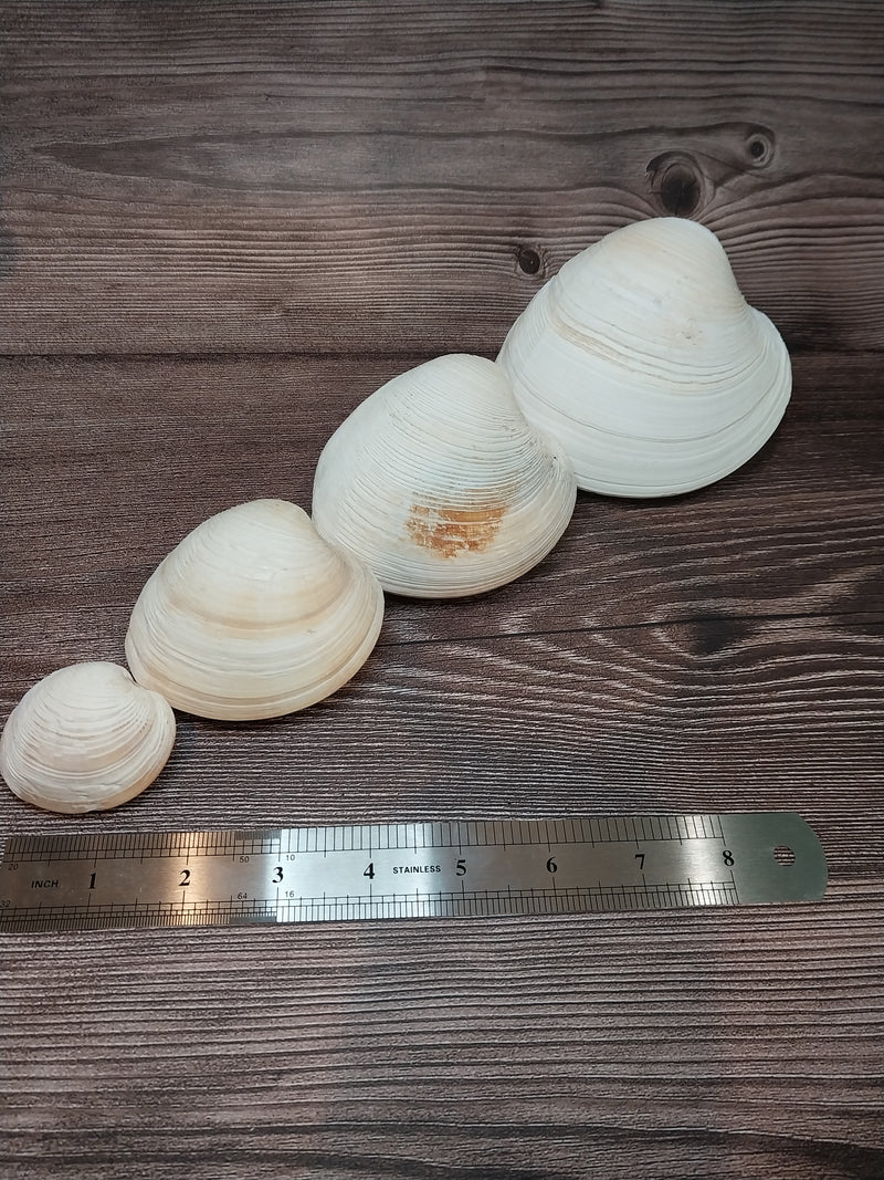 Quahog Clam Pair