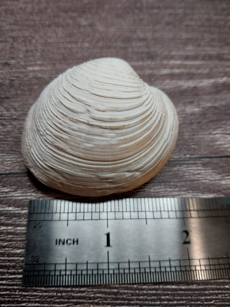 Quahog Clam Pair