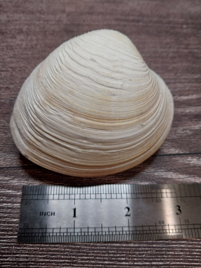 Quahog Clam Pair