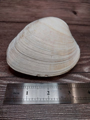 Quahog Clam Pair