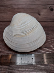 Quahog Clam Pair