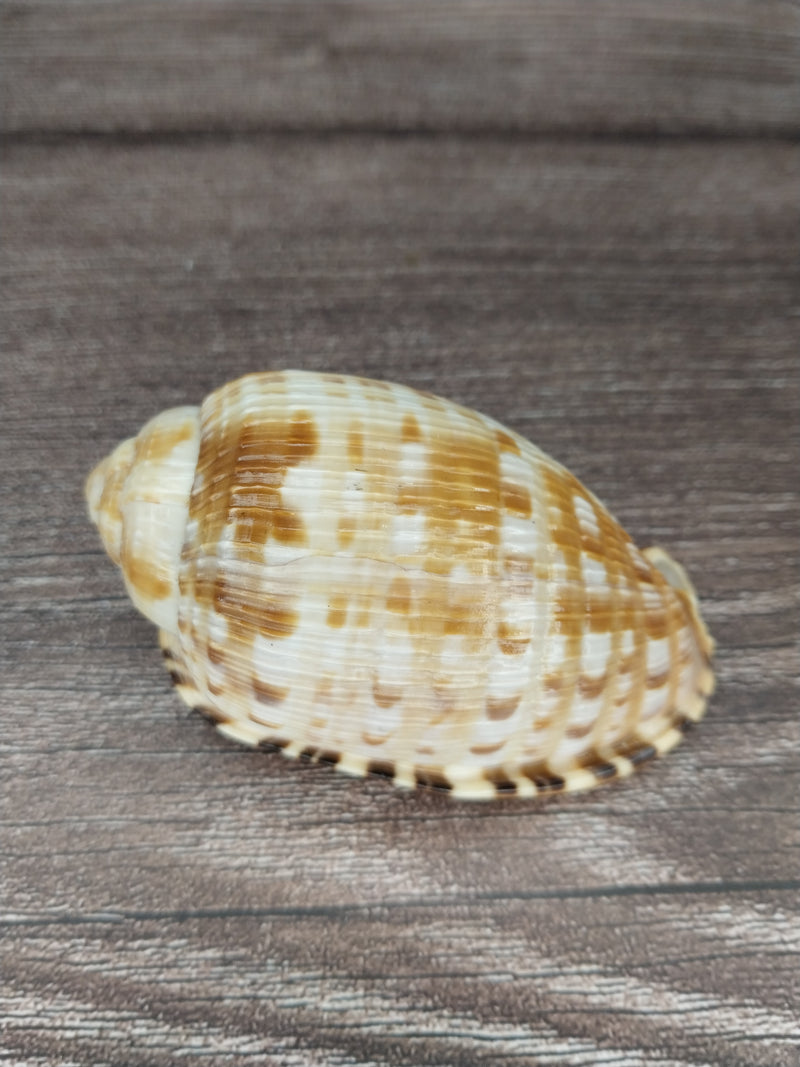 RARE Cypraecassis Testiculus Reticulated Cowry Helmet Shell