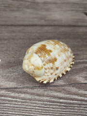 RARE Cypraecassis Testiculus Reticulated Cowry Helmet Shell