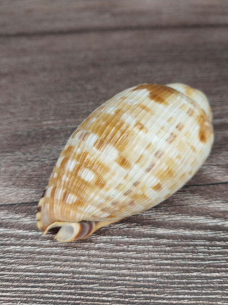 RARE Cypraecassis Testiculus Reticulated Cowry Helmet Shell