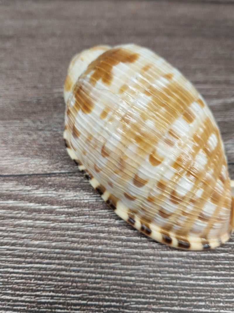 RARE Cypraecassis Testiculus Reticulated Cowry Helmet Shell