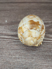 RARE Cypraecassis Testiculus Reticulated Cowry Helmet Shell