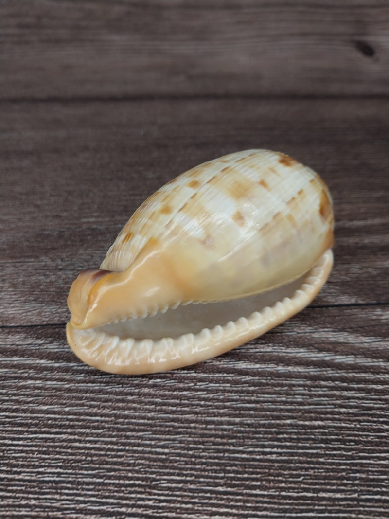 RARE Cypraecassis Testiculus Reticulated Cowry Helmet Shell