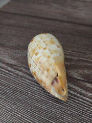 RARE Cypraecassis Testiculus Reticulated Cowry Helmet Shell