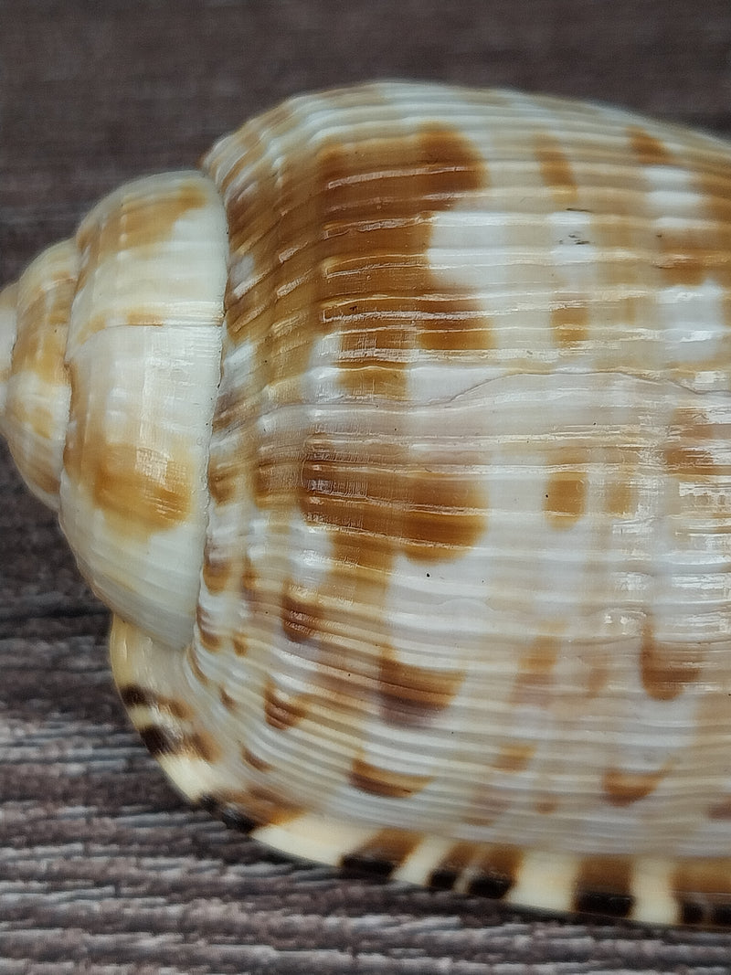 RARE Cypraecassis Testiculus Reticulated Cowry Helmet Shell