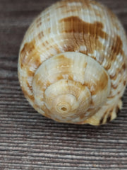 RARE Cypraecassis Testiculus Reticulated Cowry Helmet Shell