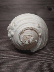 Beach Collected Tun Tonna Shell With Barnacles