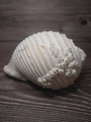 Beach Collected Tun Tonna Shell With Barnacles