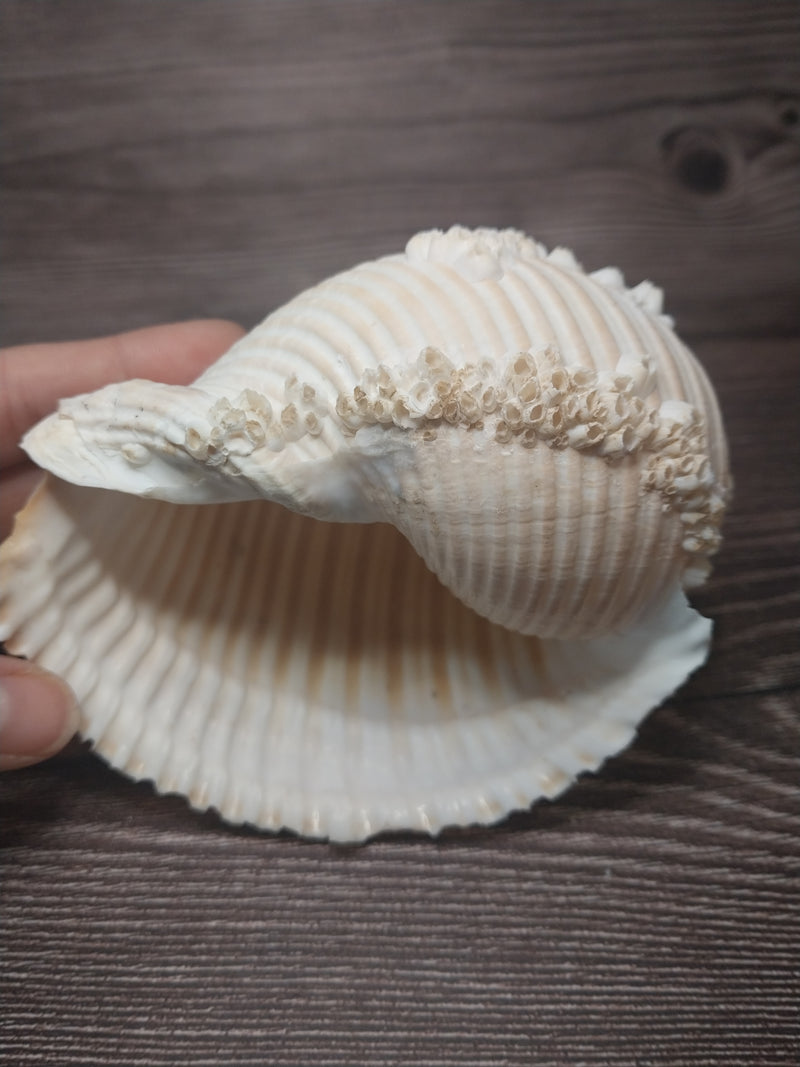 Beach Collected Tun Tonna Shell With Barnacles