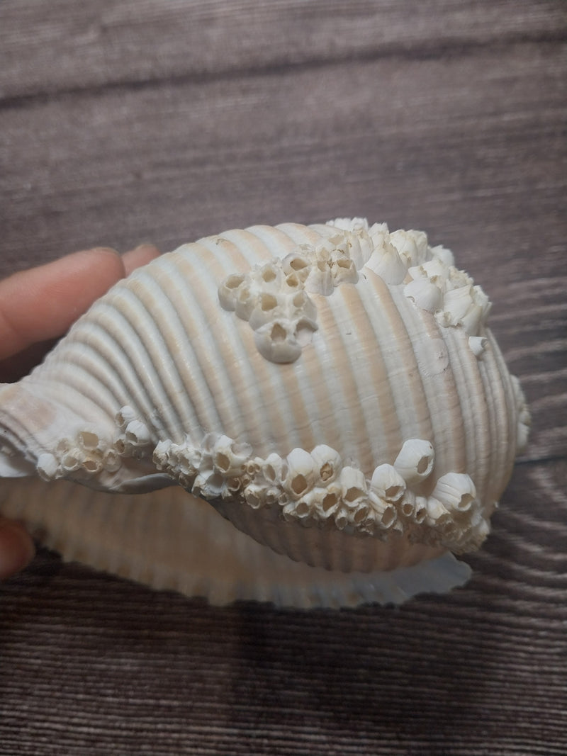 Beach Collected Tun Tonna Shell With Barnacles