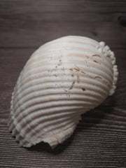 Beach Collected Tun Tonna Shell With Barnacles