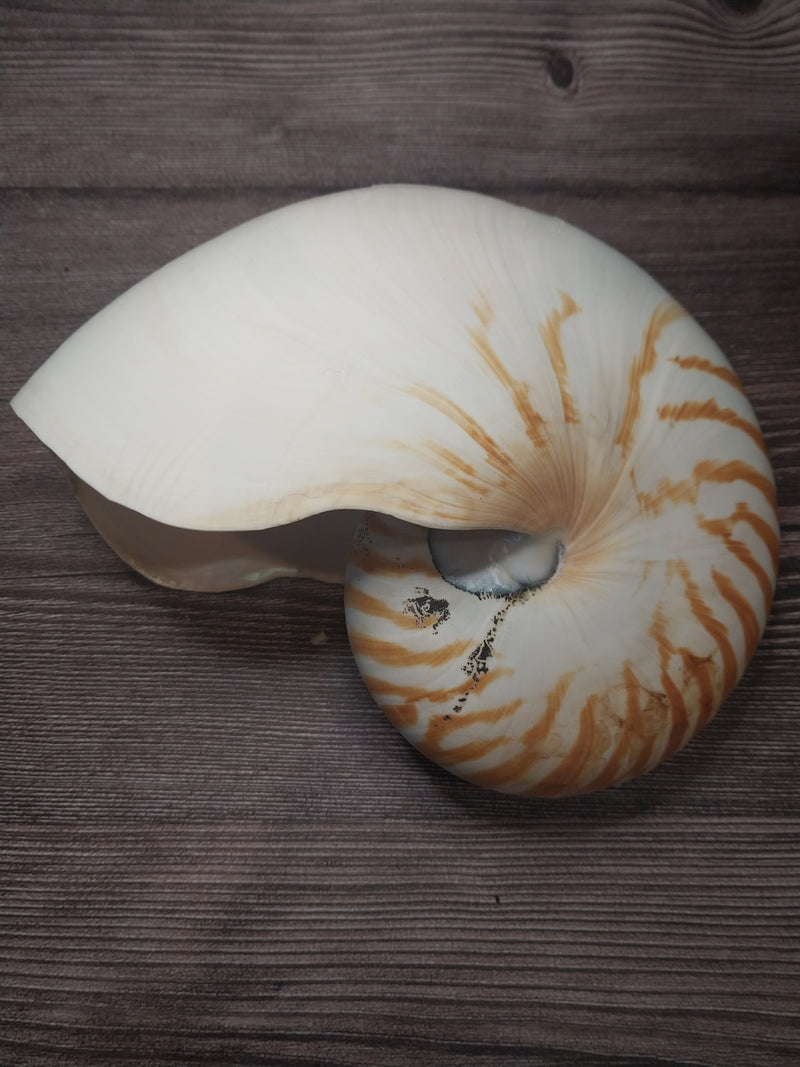 Chambered Tiger Nautilus 7.5"-8" Exact Shell Shown