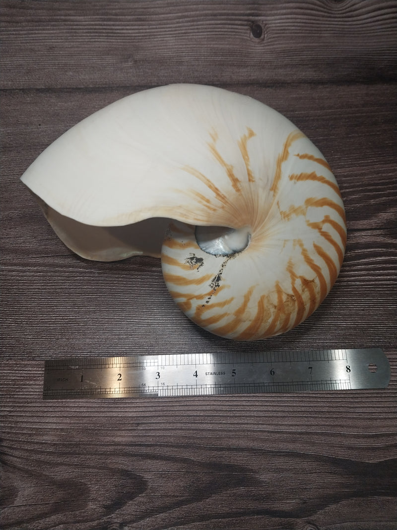 Chambered Tiger Nautilus 7.5"-8" Exact Shell Shown