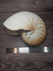 Chambered Tiger Nautilus 7.5