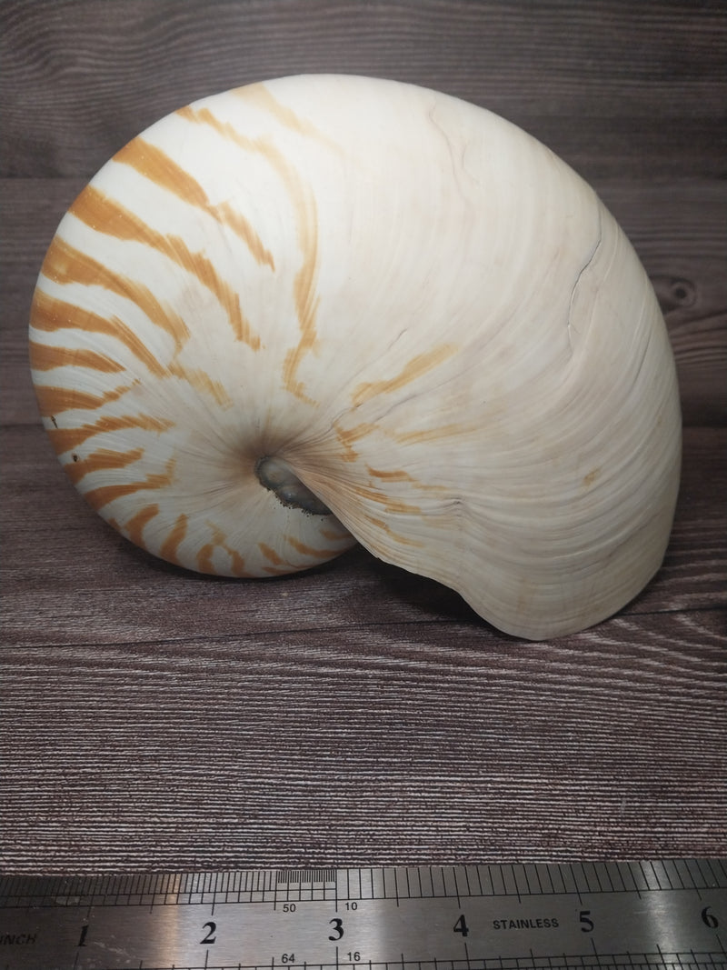 Chambered Tiger Nautilus 7.5"-8" Exact Shell Shown