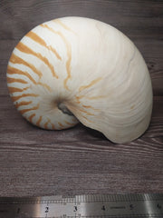 Chambered Tiger Nautilus 7.5