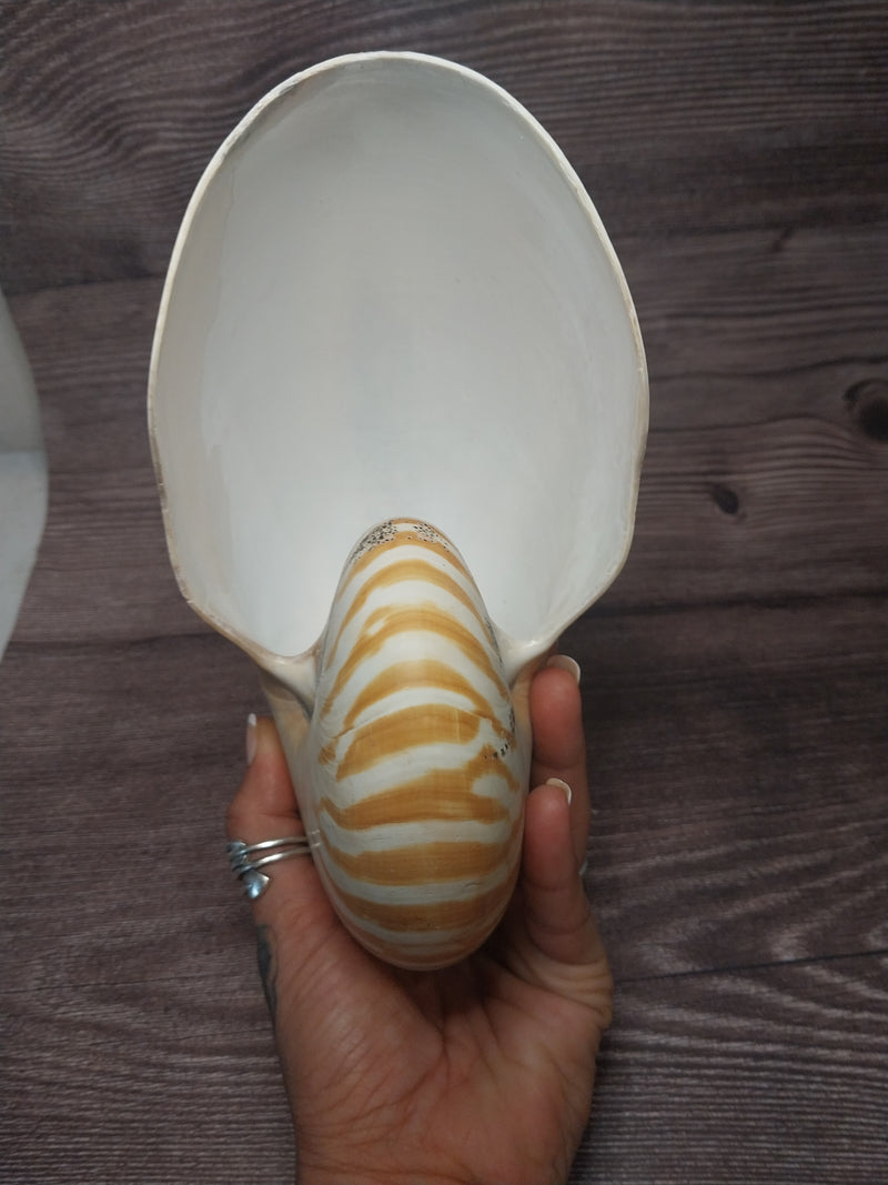 Chambered Tiger Nautilus 7.5"-8" Exact Shell Shown