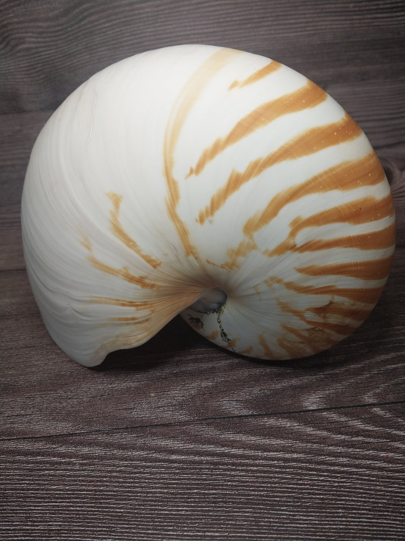 Chambered Tiger Nautilus 7.5"-8" Exact Shell Shown