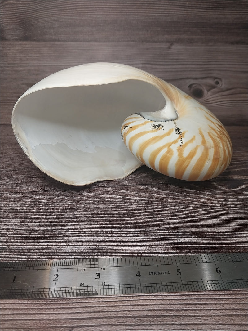 Chambered Tiger Nautilus 7.5"-8" Exact Shell Shown