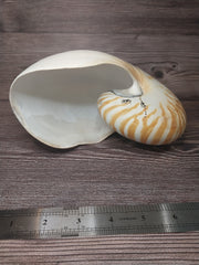 Chambered Tiger Nautilus 7.5