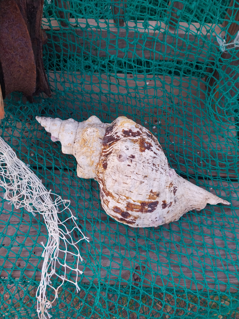 Vintage Horse Conch With Periostracum- 13"