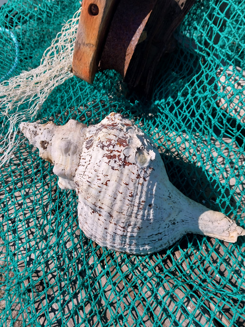 Vintage Horse Conch with Periostracum- 13"