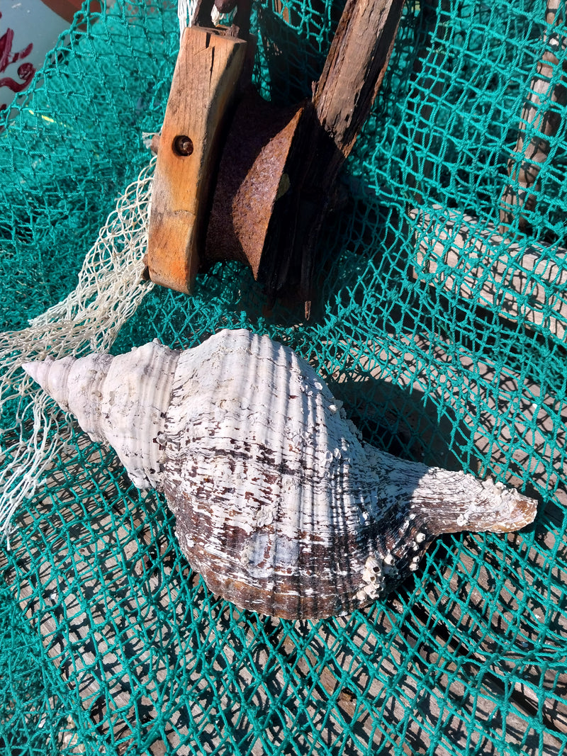 Vintage Horse Conch with Periostracum- 14"