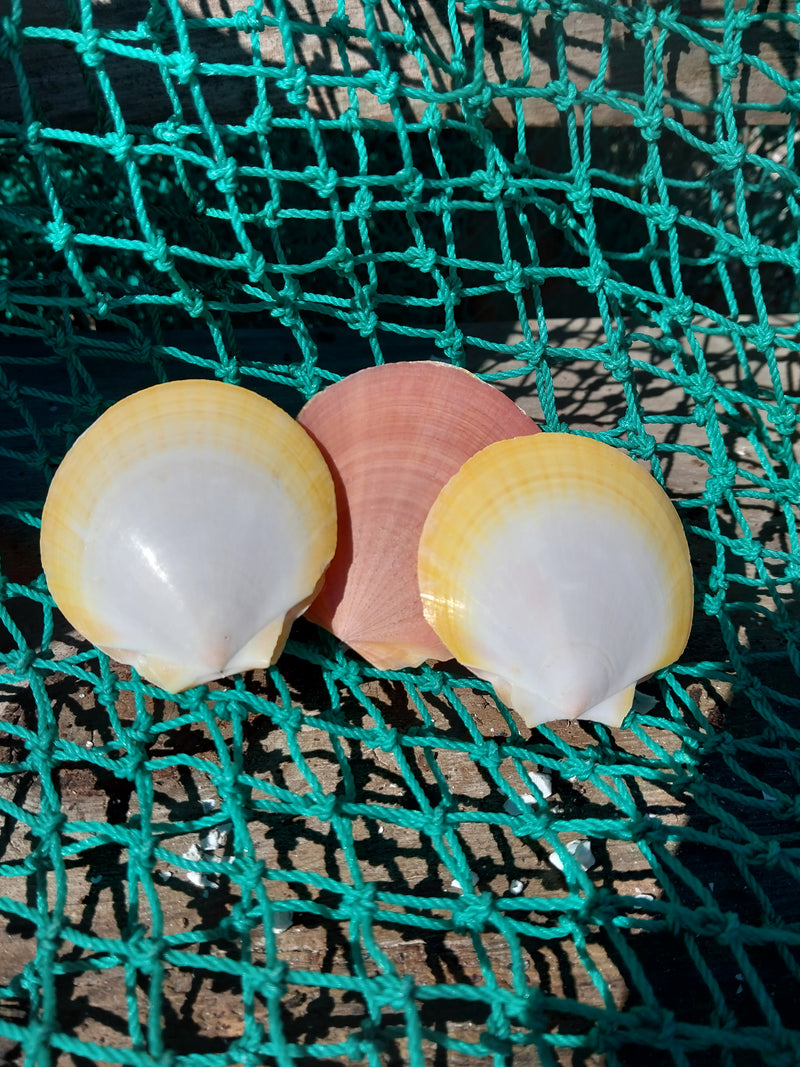 Asian Moon/Sun Scallop Pairs