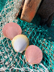 Asian Moon/Sun Scallop Pairs