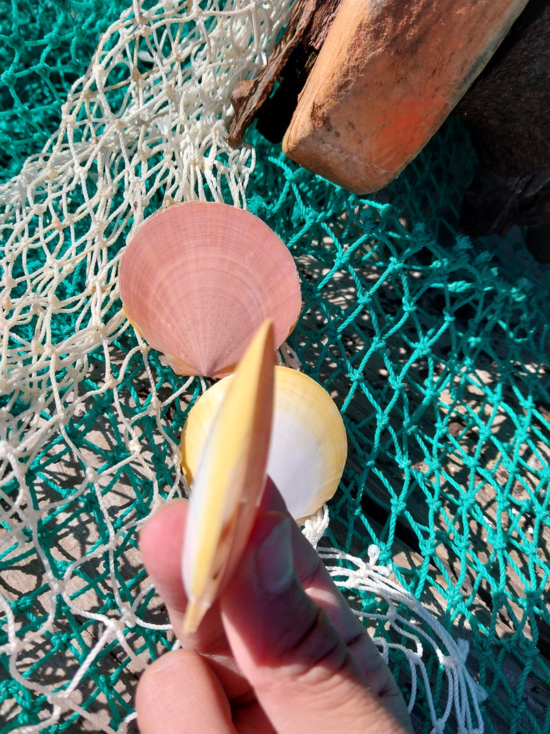 Asian Moon/Sun Scallop Pairs