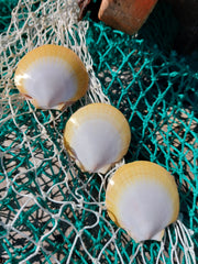 Asian Moon/Sun Scallop Pairs