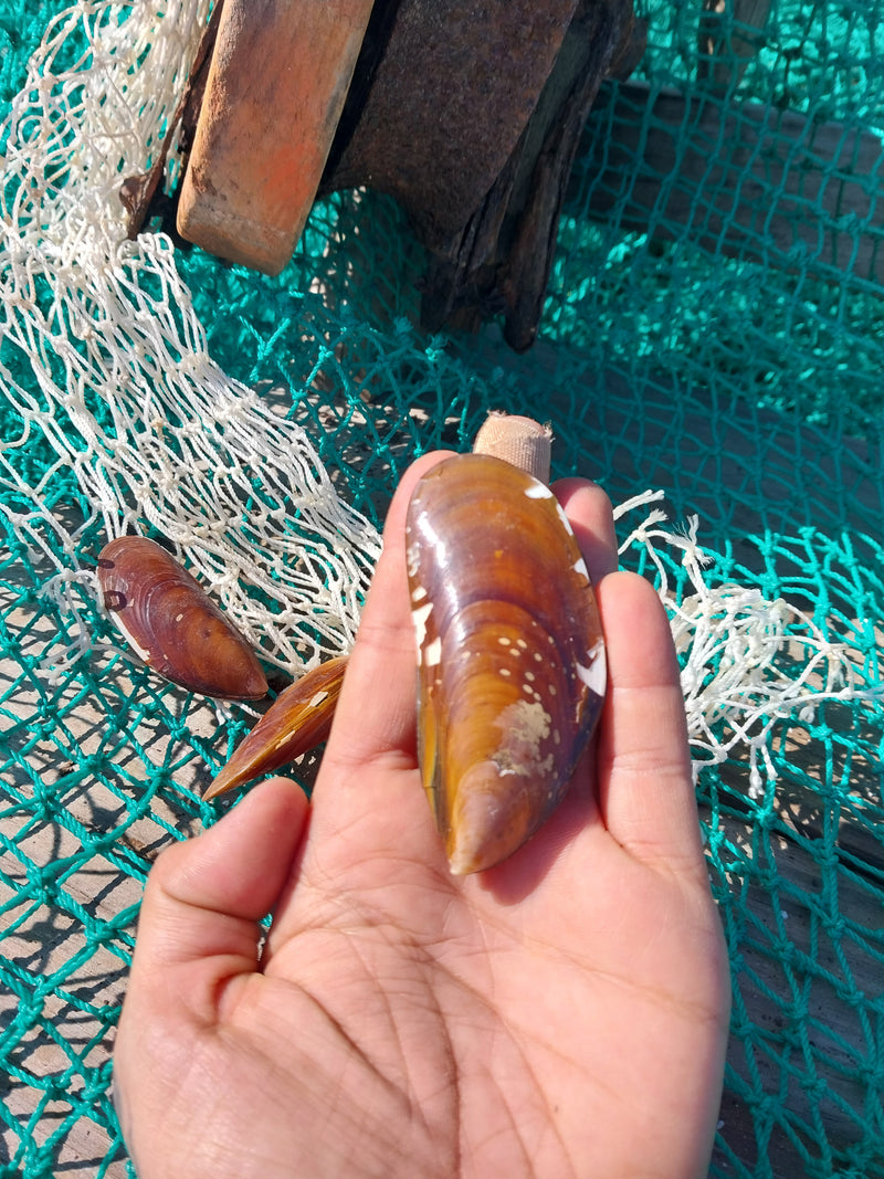 Natural Mussel Pairs