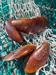 Natural Mussel Pairs