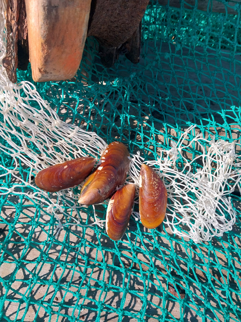 Natural Mussel Pairs