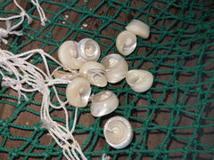 Top Sliced Pearl Trochus Shell