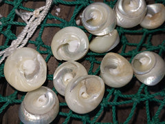 Top Sliced Pearl Trochus Shell