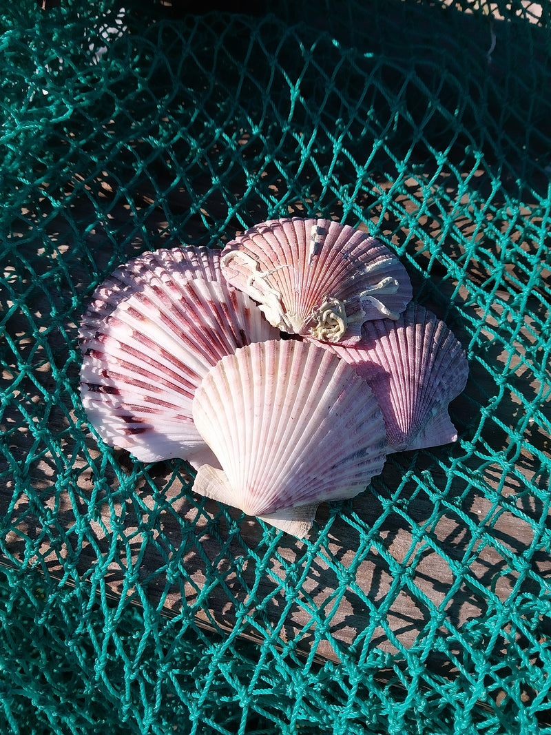 Large Purple Scallop Shell