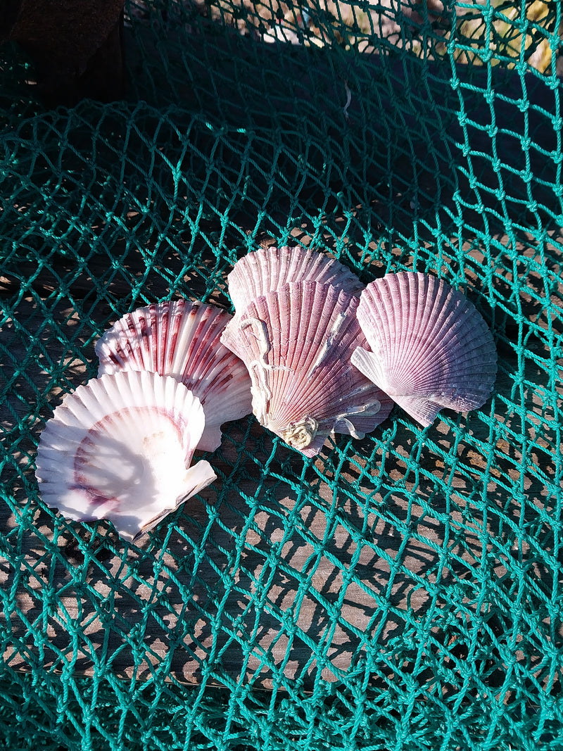 Large Purple Scallop Shell